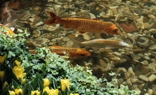 Fish swimming in sea