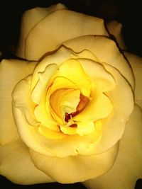 Close-up of yellow rose blooming outdoors