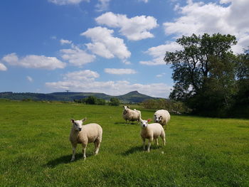 Sheep in north yorkshire with north york moors in the background