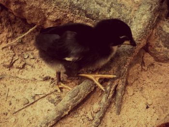 High angle view of cat
