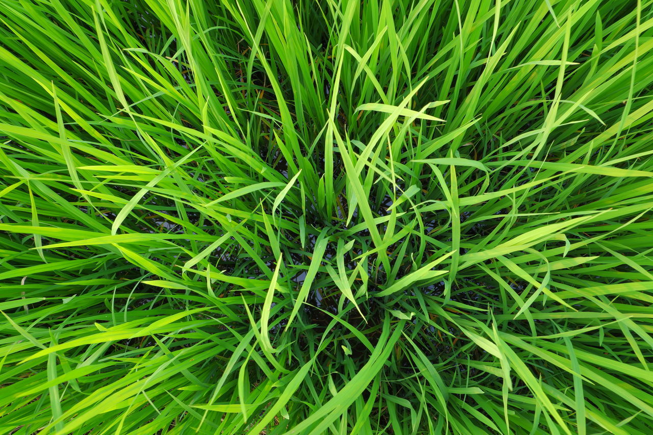 FULL FRAME SHOT OF BAMBOO PLANTS