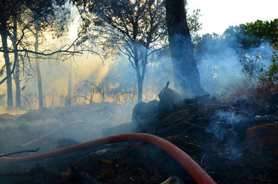 Smoke at burnt forest