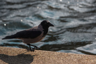 Close-up of bird perching on shore