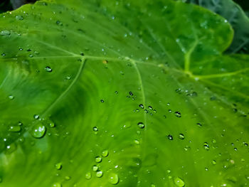 Full frame shot of raindrops on leaves