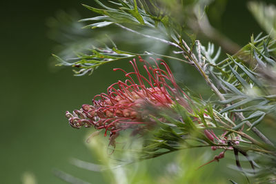 Close-up of red flowering plant