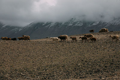 Horses on field