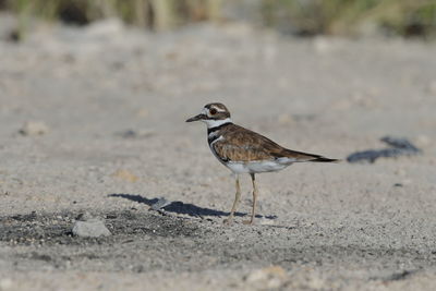 A killdeer up close