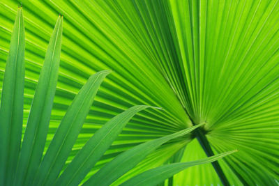 Close-up of palm tree leaves