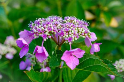 Close-up of purple flowering plants