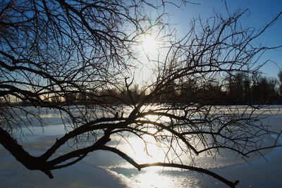 Bare trees in calm lake at sunset