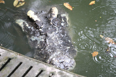 High angle view of fish swimming in lake