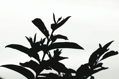 Low angle view of plants against sky