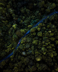 High angle view of plants by sea