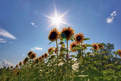 Low angle view of sunflower against sky