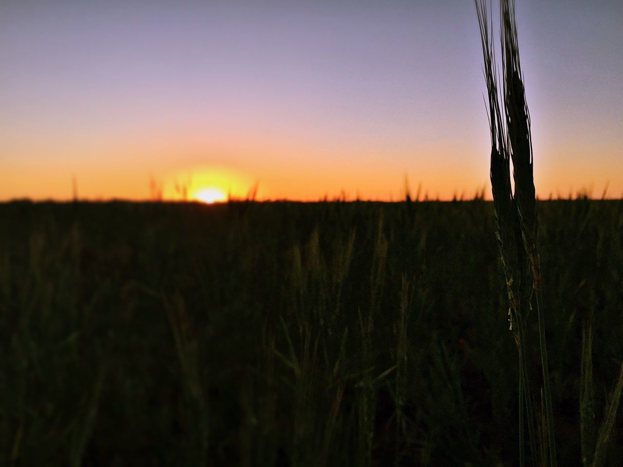 sunset, silhouette, tranquil scene, tranquility, clear sky, orange color, sun, scenics, beauty in nature, landscape, nature, field, plant, growth, copy space, idyllic, sky, sunlight, outdoors, rural scene