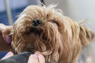 Yorkshire terrier dog gets nail cut hair grooming at salon and pet spa