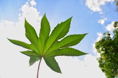 Close-up of leaves against sky