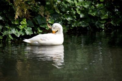 White swan swimming in lake