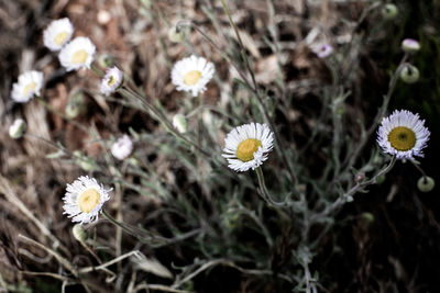 Close-up of white daisy flowers blooming in park