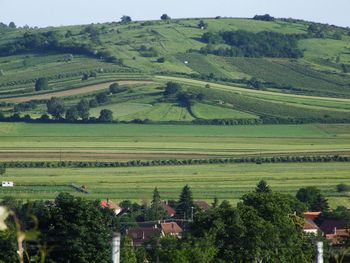 Scenic view of agricultural field