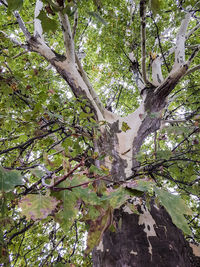 Low angle view of trees in forest