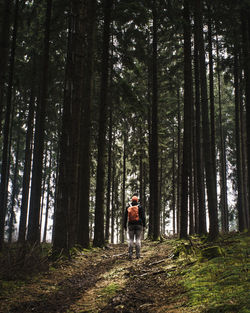 Rear view of man standing in forest