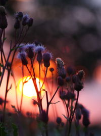 Close-up of honey bee on purple flowering plant