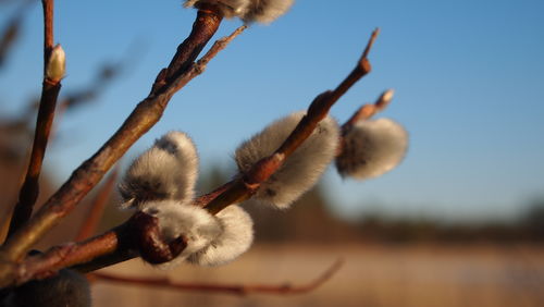 Close-up of branches against blurred background