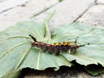 Close-up of insect on leaf