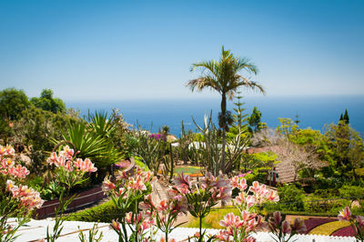 High angle view of trees growing by sea against clear blue sky