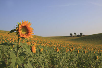 Close-up of sunflower growing on field against sky