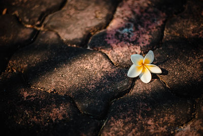 Close-up of flower in water