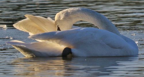 Swan swimming in lake