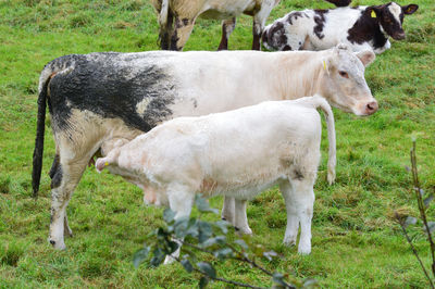 Cattle standing in a field