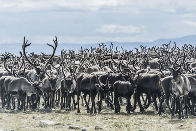 Reindeers in mountains