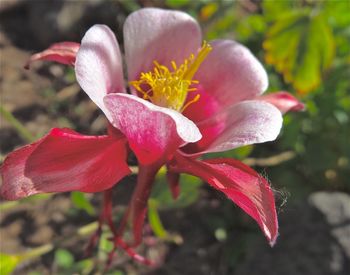 Close-up of pink flower