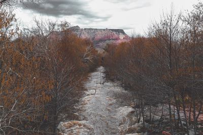 Bare trees and buildings against sky