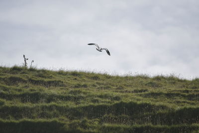 Bird flying over a field
