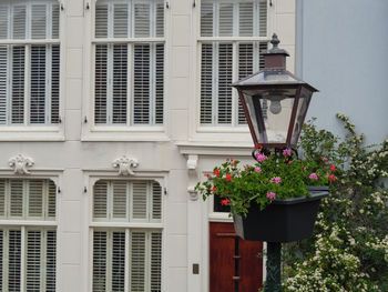 Low angle view of potted plants against building