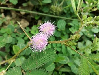 Close-up of purple thistle blooming outdoors