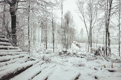 Bare trees on snow covered land