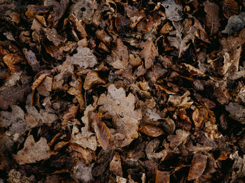 Full frame shot of dry leaves