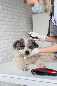 Midsection of woman with dog standing on floor