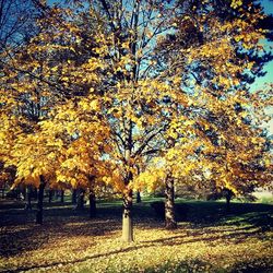 Autumn trees on field