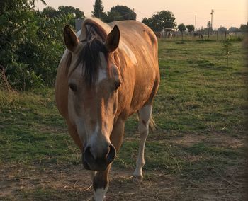 Horse standing in a field