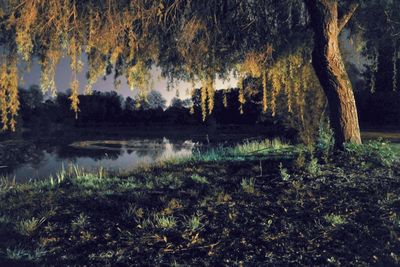 Reflection of trees in water