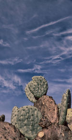 Close-up of prickly pear cactus on rock against sky