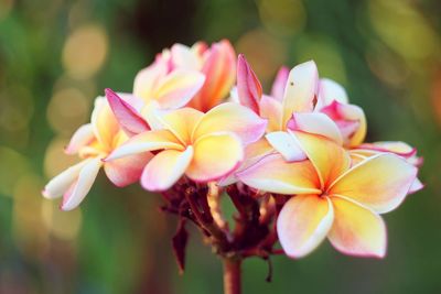 Close-up of flowers