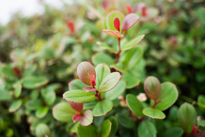 Close-up of flowering plant