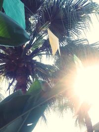 Low angle view of palm trees against sky